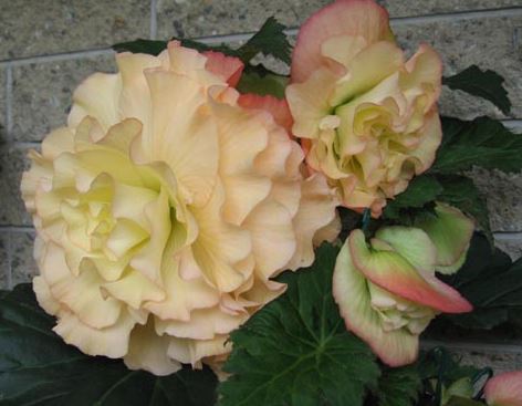 B. ‘Isobel Stevens’